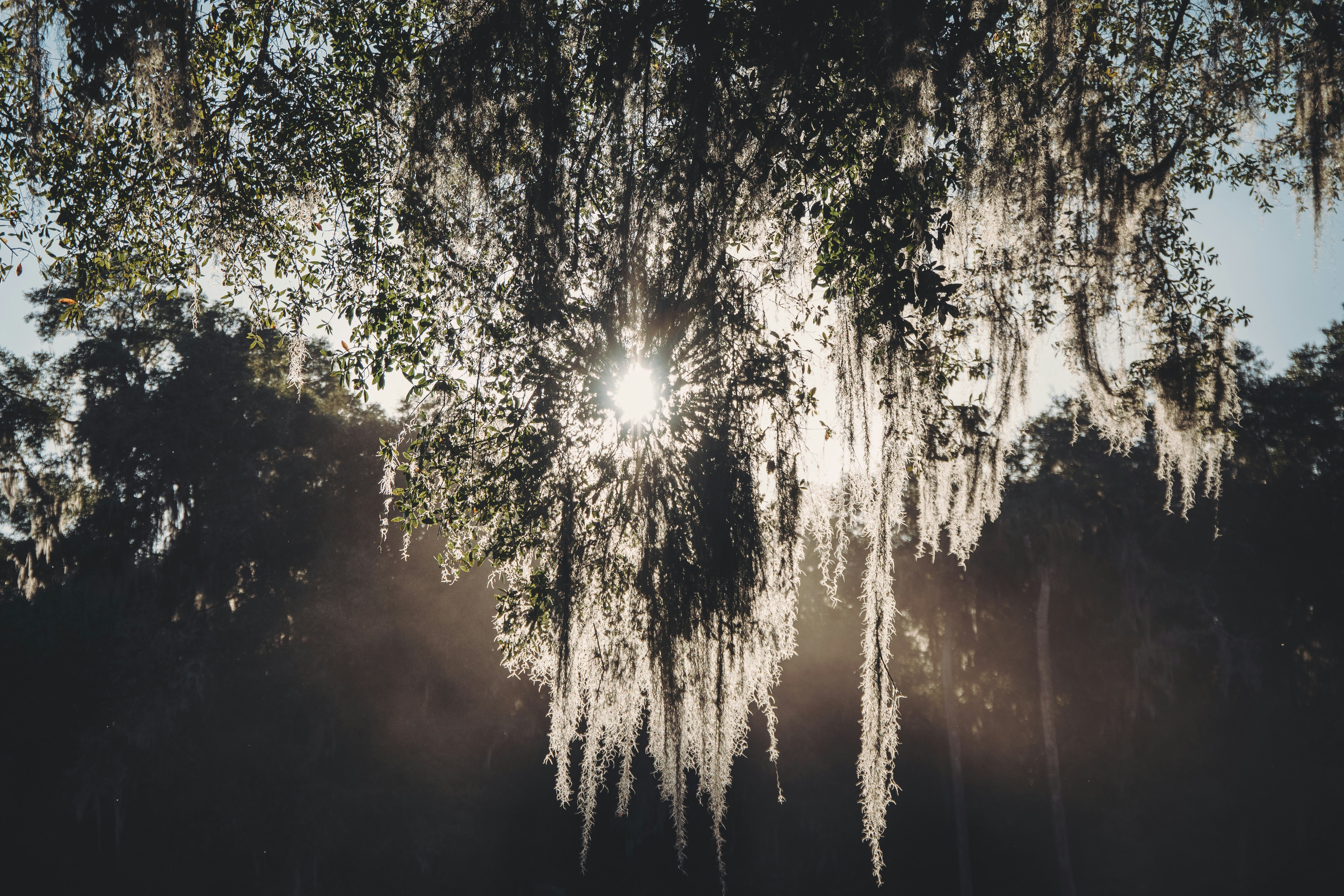 Sun behind tree branches in Crescent City